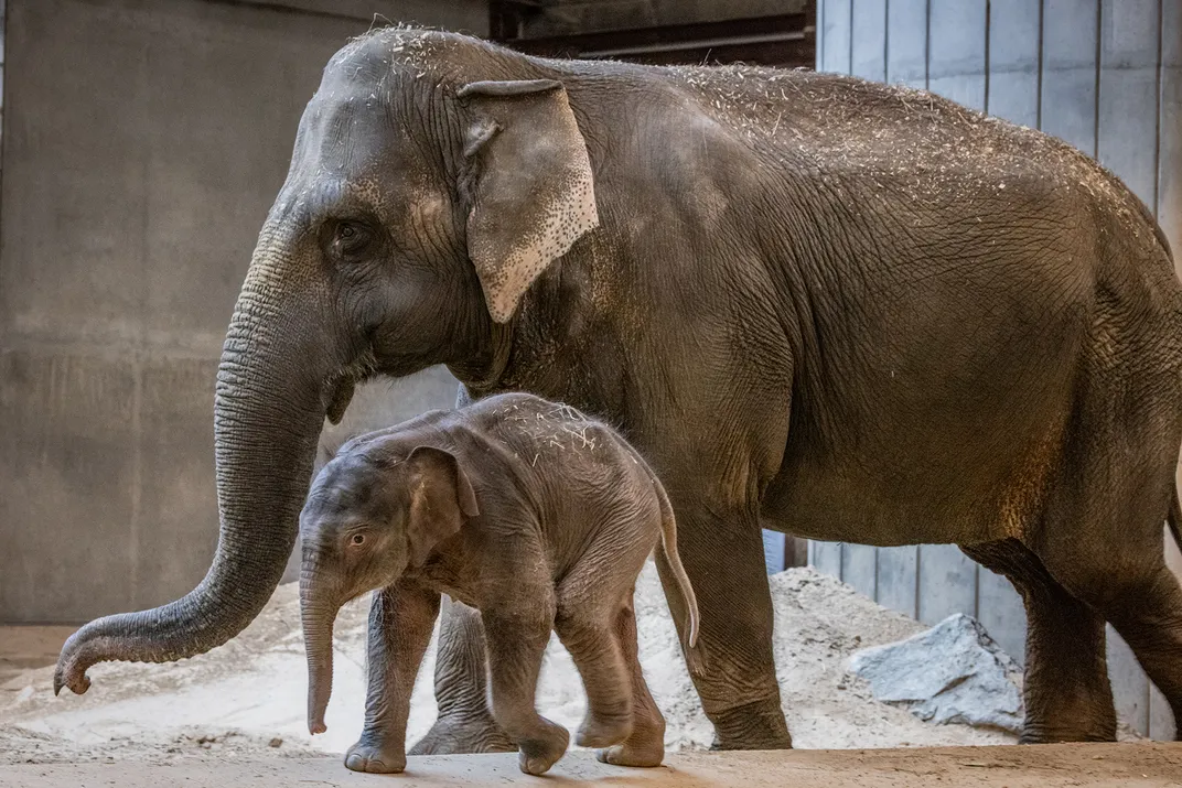 an adult and baby elephant walk closely together