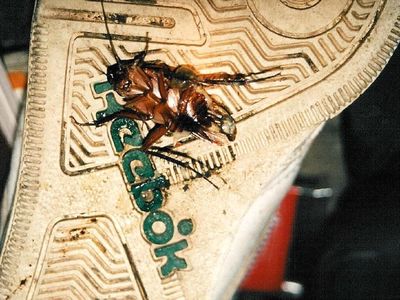 So with Turkestan roaches and Japanese roaches now calling North America home, how many cockroaches do we now have to worry about?