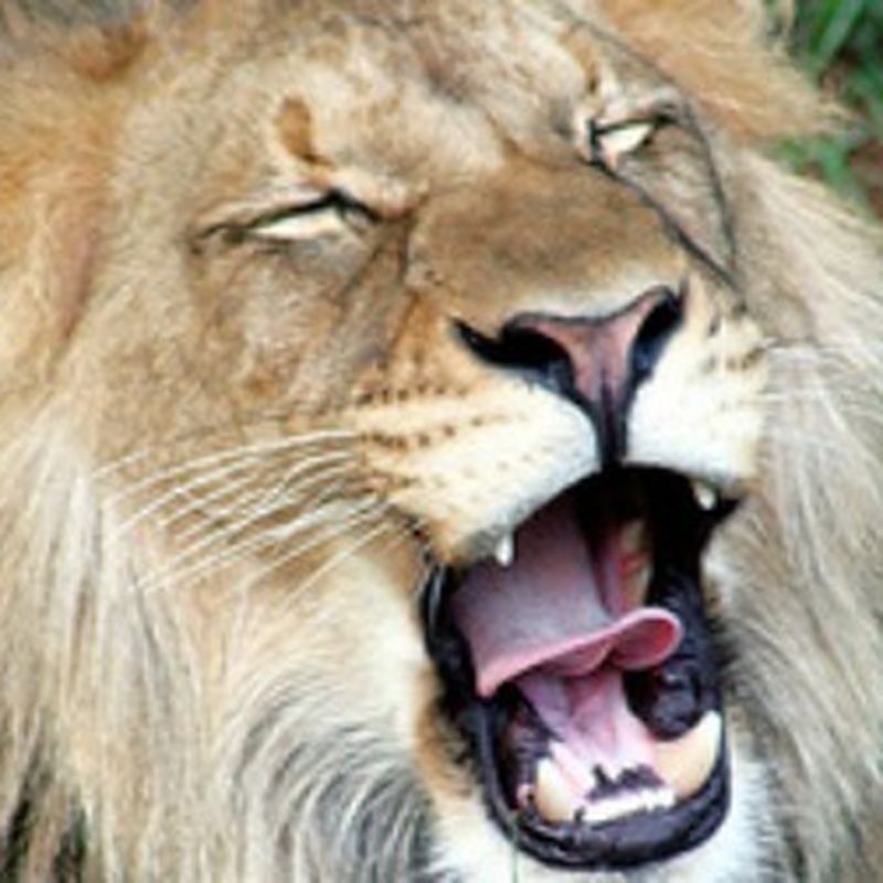 Real Lion Roar - Sound FX