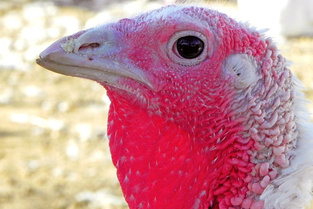 Turkey