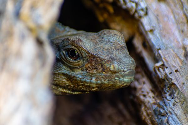 Iguana peeking out thumbnail