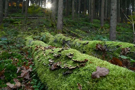 Dead trees teem with life.