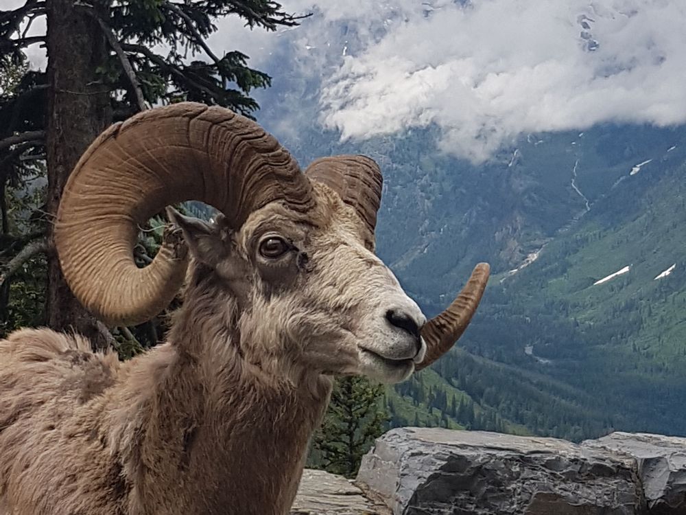 Big horn sheep in Glacier National Park Smithsonian Photo Contest