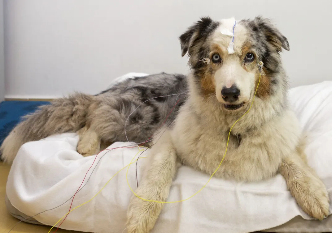 Border collie hooked up with EEG sensors