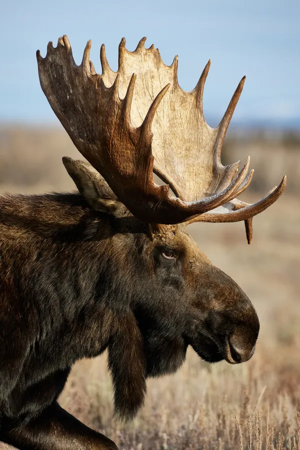 Hoback, King of the Tetons thumbnail