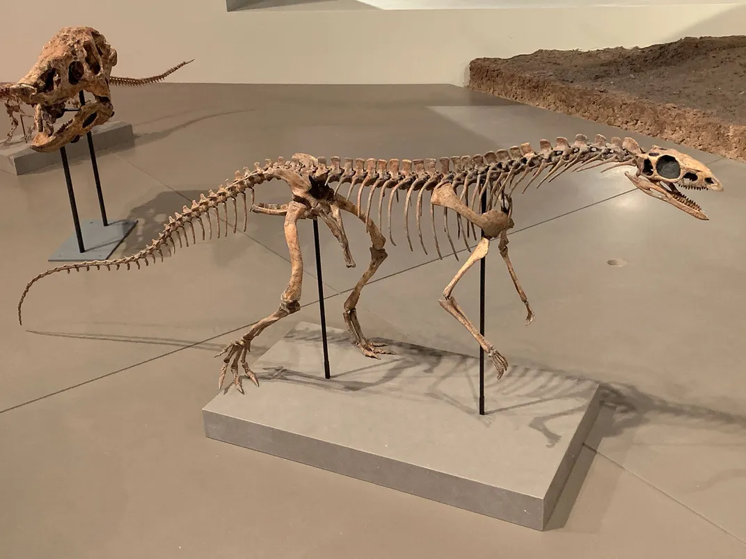 Asilisaurus