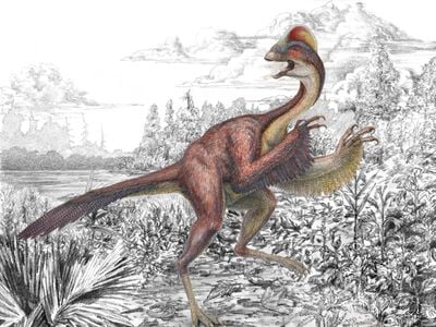 An illustration of the large, feathered Anzu wyliei depicts several striking anatomical features—its long tail, feathered arms, toothless beak and a tall crest on the top of its skull. 