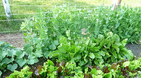 The author's vegetable garden