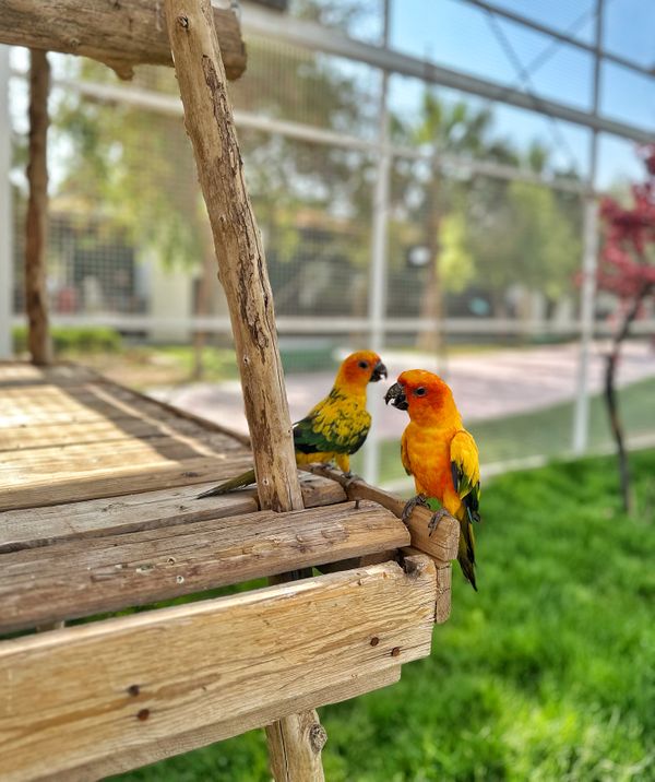 Loving birds thumbnail