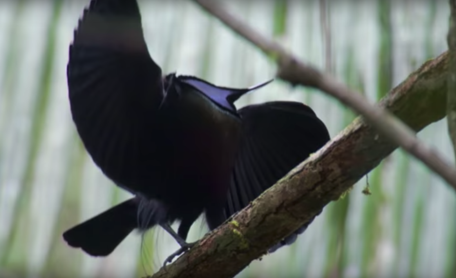 Scientists Shine New Light on the Blackest Black Feathers, Smart News