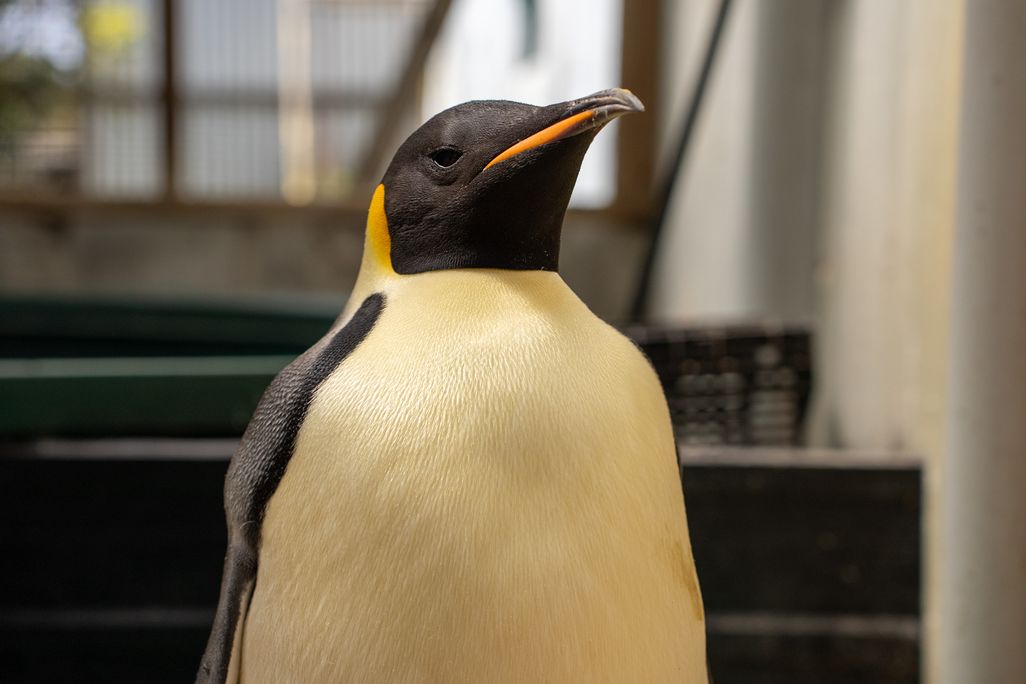 Close-up of emperor penguin head and upper body