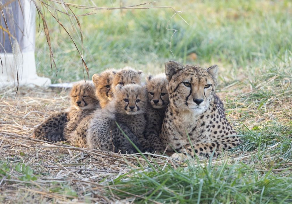 Cheetah mother and cubs huddled together in the grass