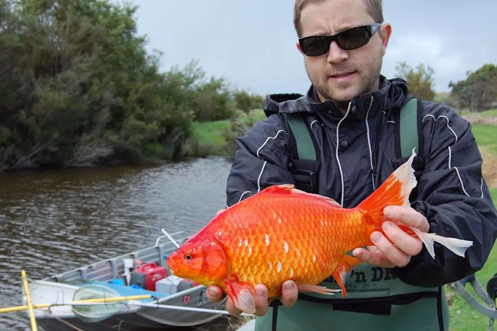 Really Big Goldfish