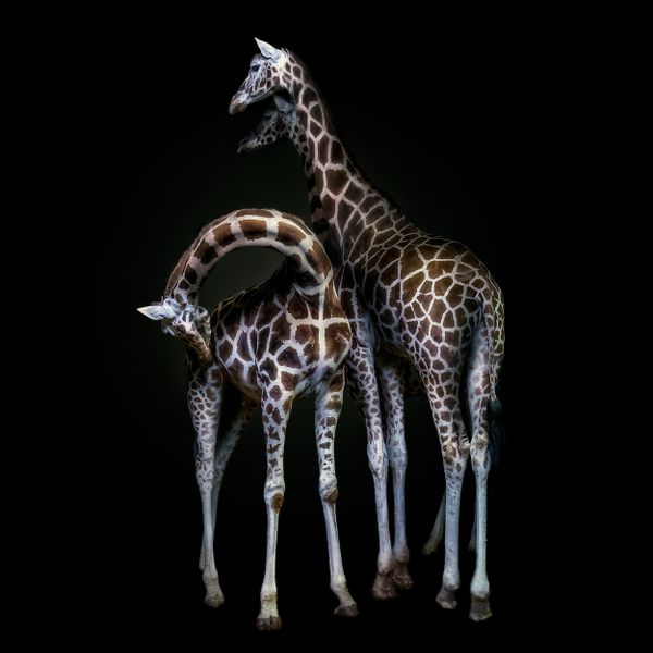 Giraffes thumbnail