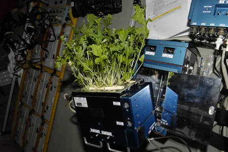 Lettuce growing aboard the International Space Station.