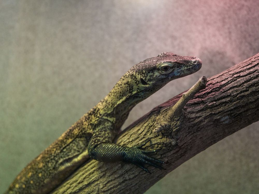 Reptile keepers are warming up to a new monitor lizard this winter, a young Komodo dragon named Onyx.