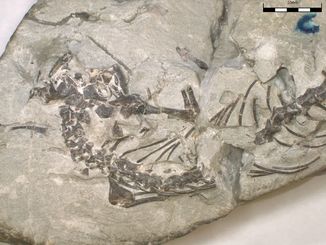 Opisthiamimus gregori Fossil