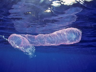 Hawaii, three foot long egg mass, the product of a species of open ocean squid.