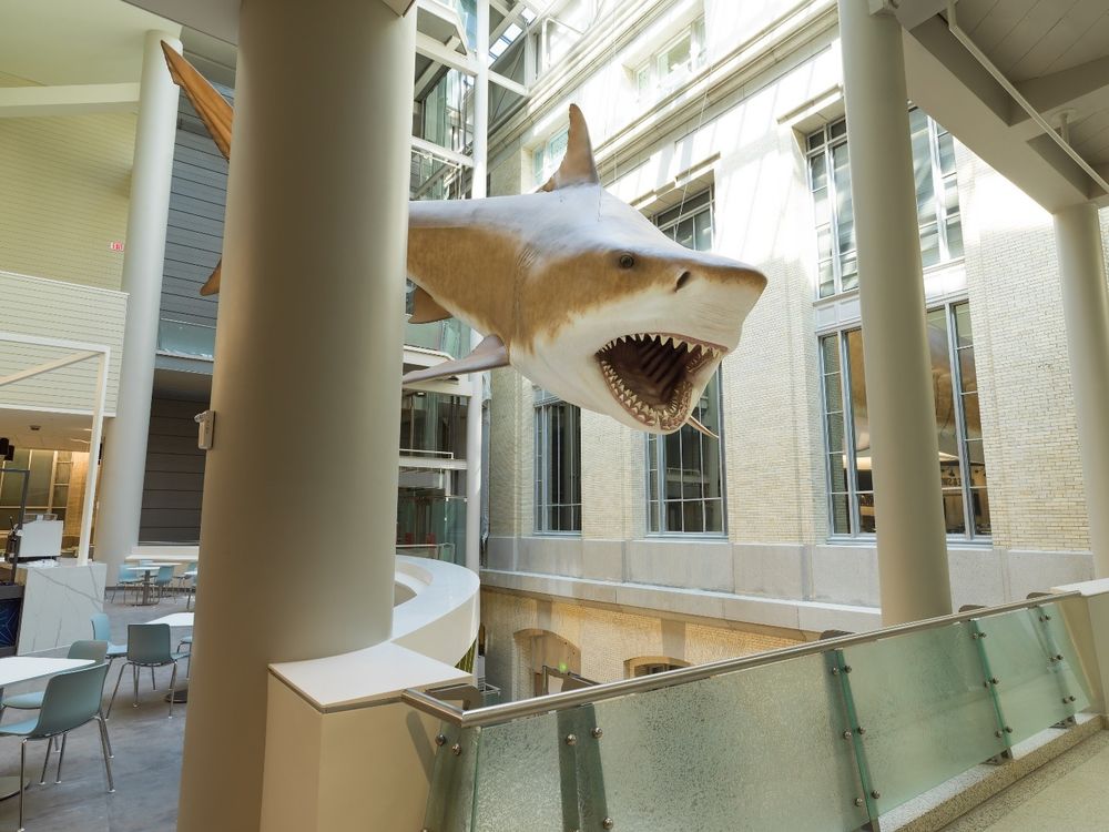 Megalodon May Be Extinct, but There's a Life-size One at the Smithsonian |  Smithsonian Voices | National Museum of Natural History Smithsonian Magazine