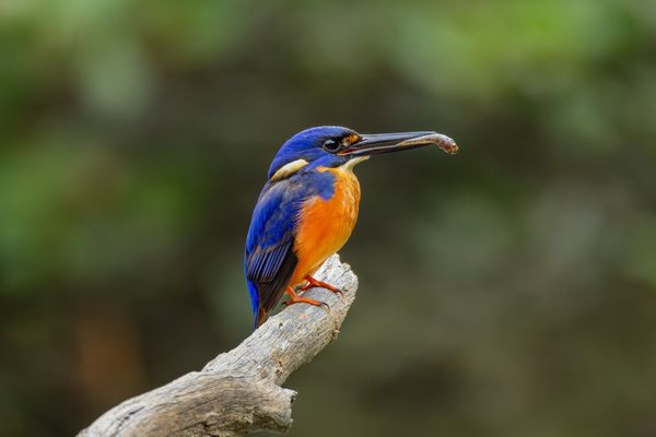 Catch of the Day: Azure Kingfisher in the Mangroves thumbnail