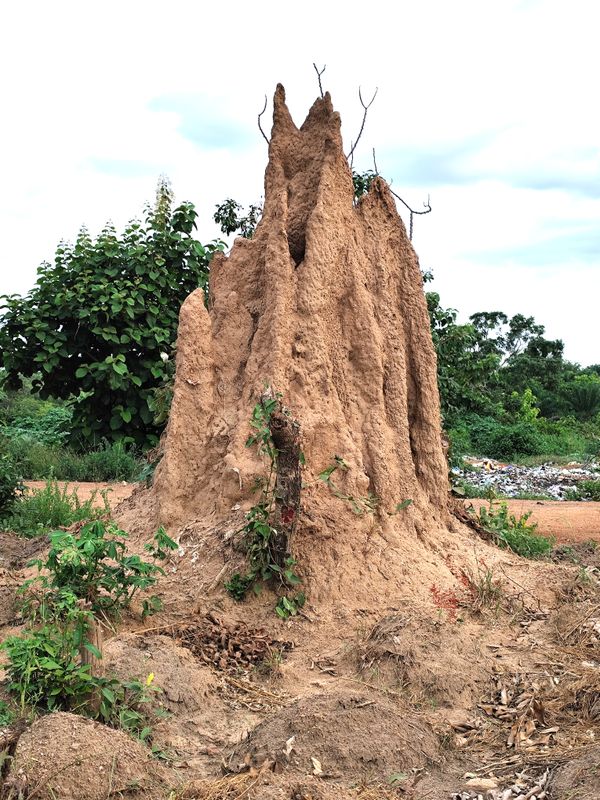 Termite Mound thumbnail