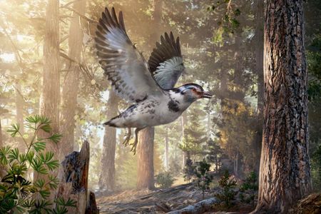 An artist’s impression of the prehistoric bird from the early Cretaceous period that retained some pretty dino-like features.

