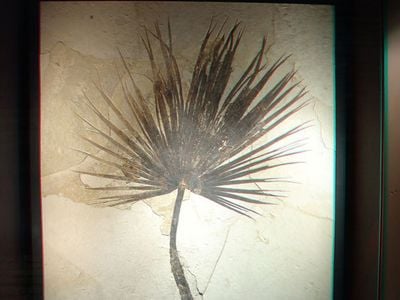 This palm frond fossil dating to the the Eocene period was found in Utah’s Green River Basin.