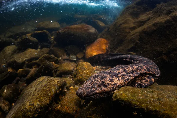 The River’s Hidden Giant thumbnail