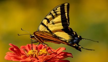 Be Blown Away by These 15 Images of Beautiful Butterflies