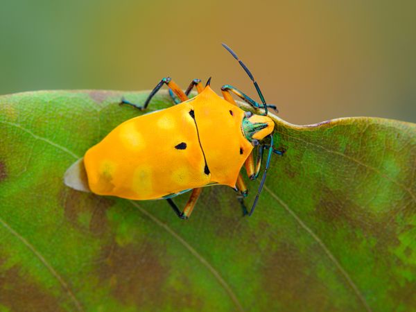 Portrait of a Stink Bug thumbnail