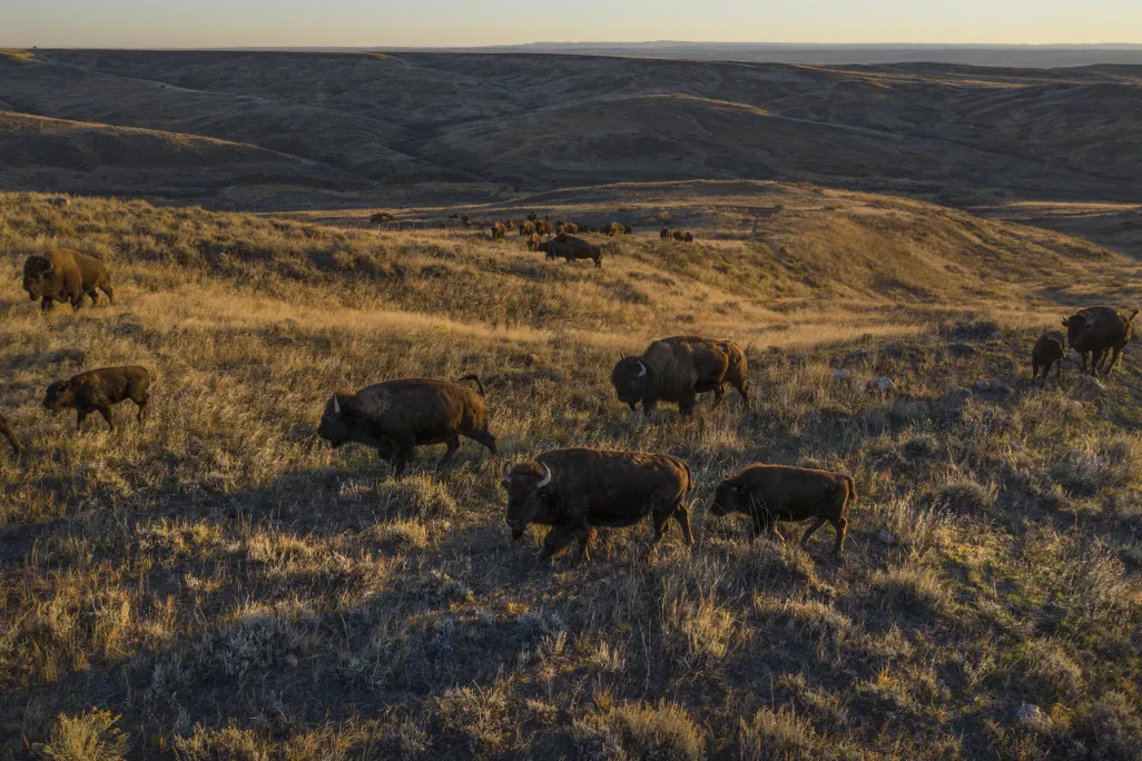 American Prairie bison
