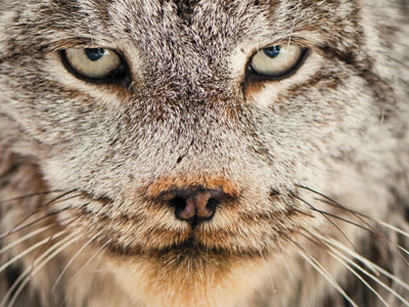 Wildtimes  Creature Feature: Canada Lynx