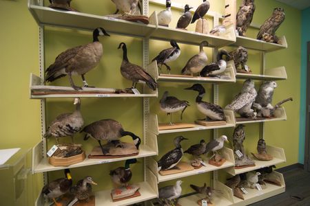 Alaska Resources Library and Information Services (ARLIS) provides the public with an extensive selection of birds as part of its collection of items that are available for circulation. 