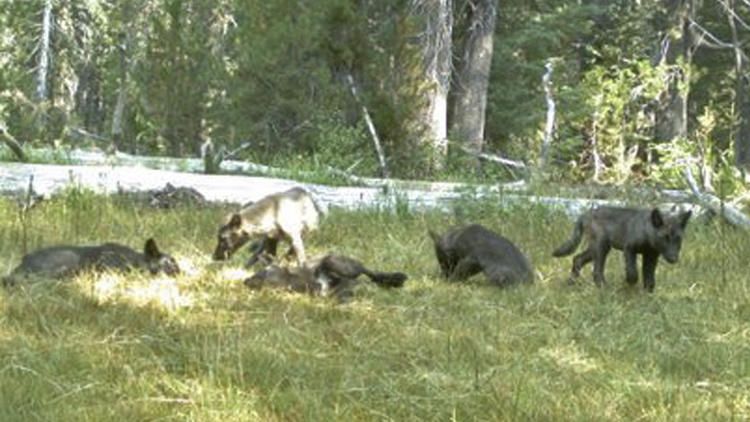 Calif. wolf pack