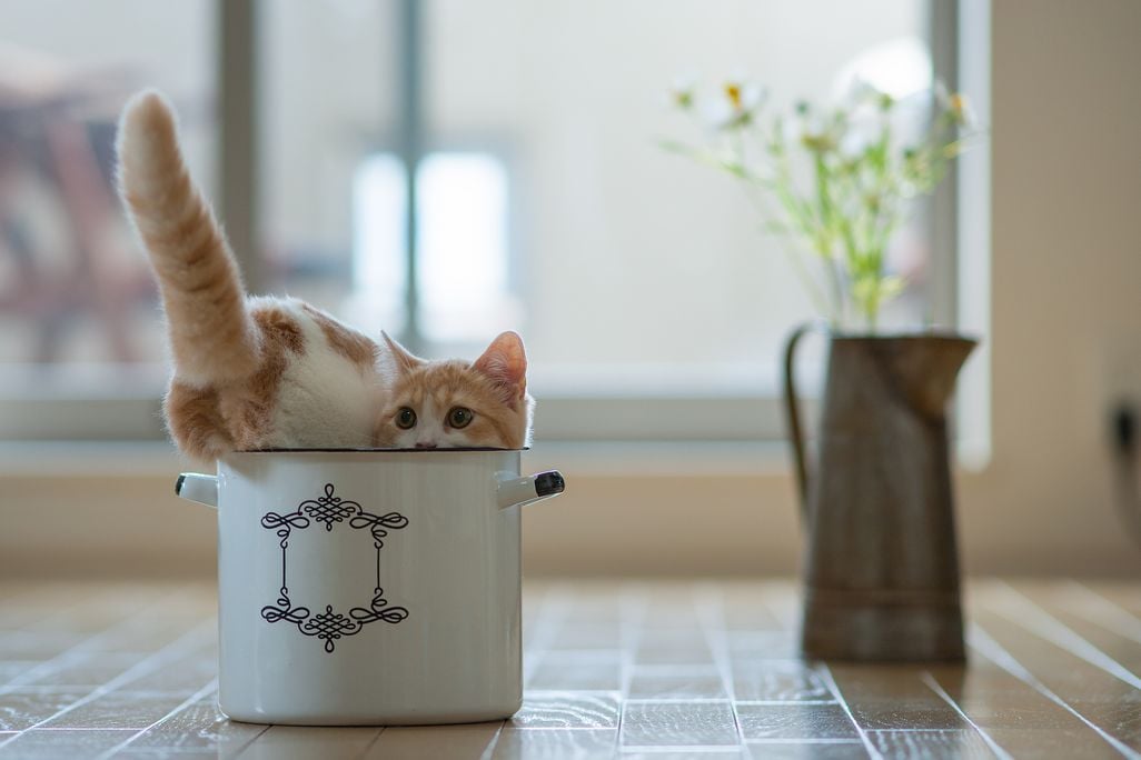 a kitten squeezes into a small flour bowl on a table