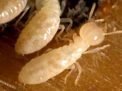 Termite digestion of wood pulp is the subject of research into
potential new biofuels