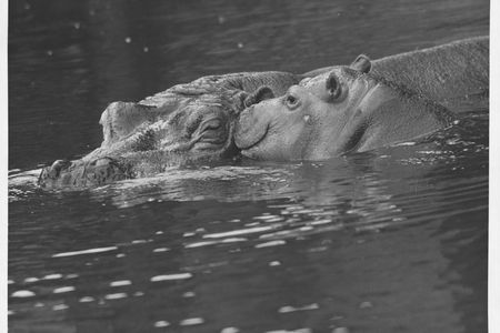 A hippopotamus named Linda takes her calf Reginald for a swim in a pool at Whipsnade Zoo. England, 1954. 