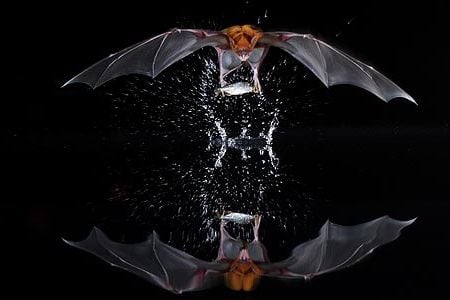 In flight, Noctilio leporinus curls its head down to bite into the fish.