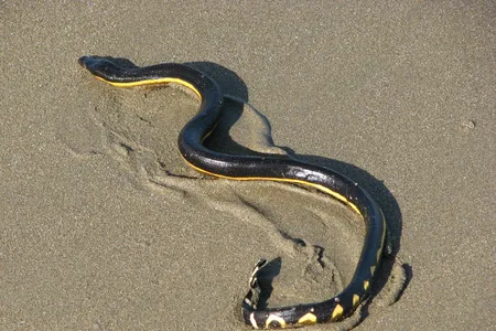 A yellow-bellied sea snake stranded on a beach in Costa Rica. 