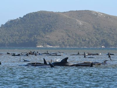 Hundreds of pilot whales are stranded on a sand bar on September 21, 2020 off the west coast of Tasmania.