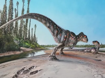 An artist&#39;s representation of the dinosaur that left the footprint