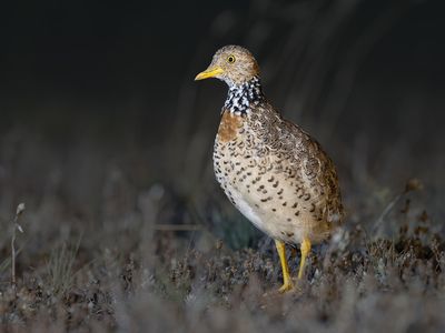 Plains-wanderers are difficult to spot because their feathers serve to help them blend in with Australia&#39;s grasslands.