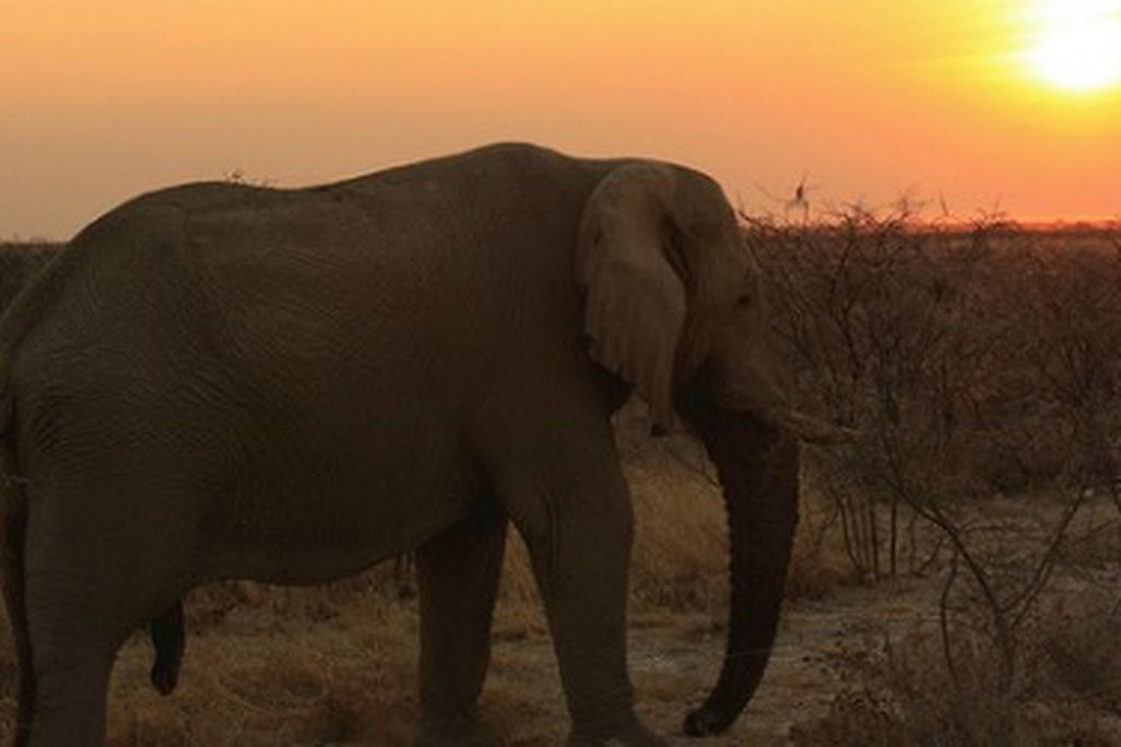 A male elephant at Etosha National Park in Namibia