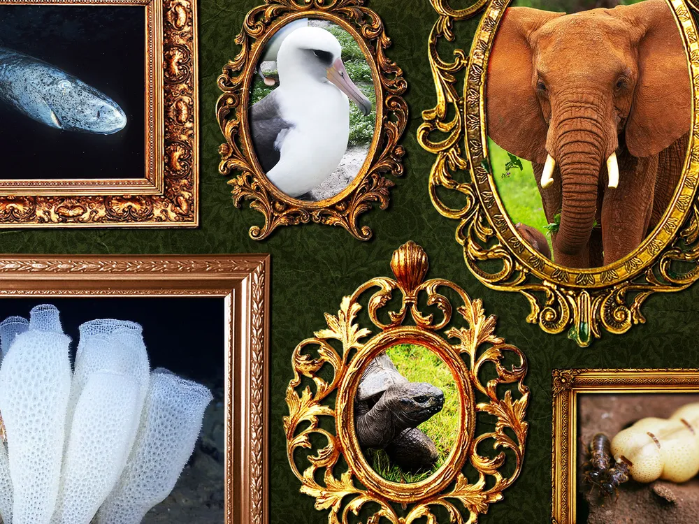 World's Oldest Animals