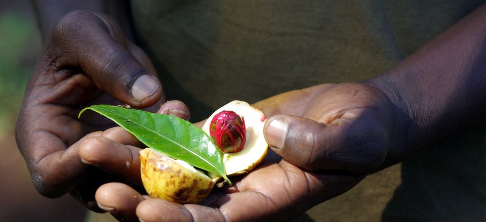  Fresh nutmeg at a spice plantation, Zanzibar 
