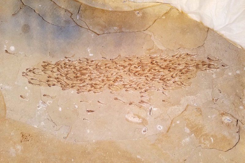 29TB-FISHFOSSIL2-superJumbo.width-800.jpg