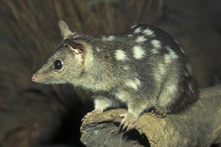 Northern quolls, cat-size Australian marsupials