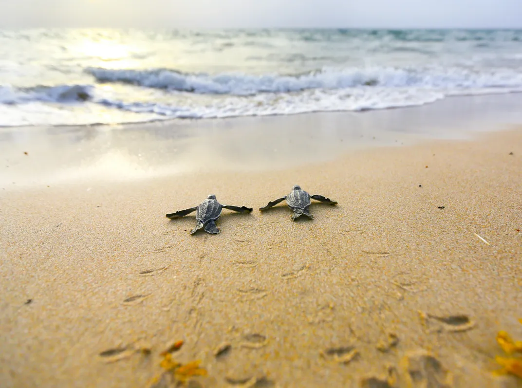 Deux nouveau-nés de tortues luths
