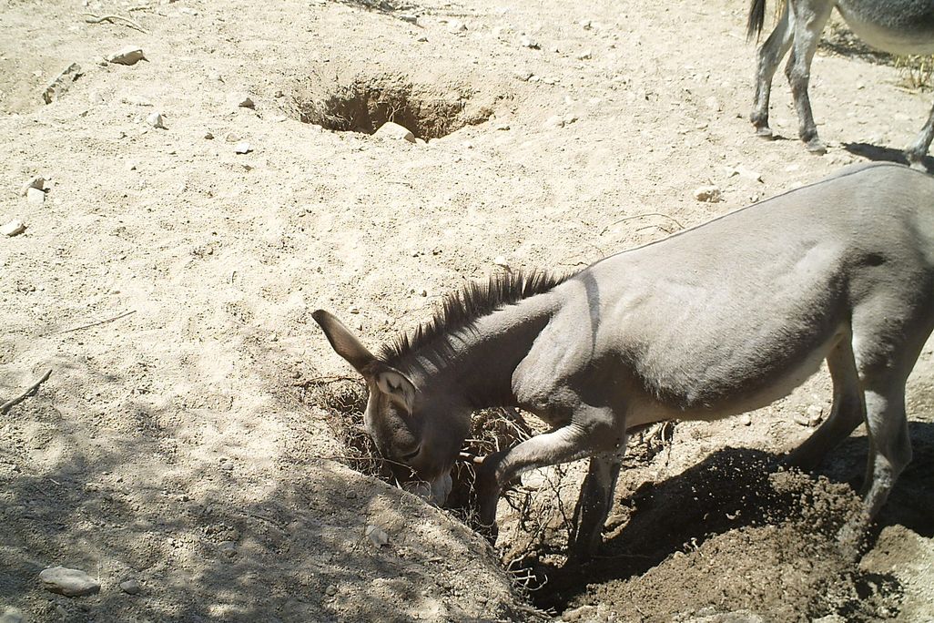 donkey digging a well 