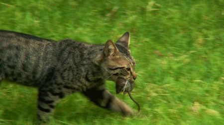 Toxoplasma gondii requires the cat digestive system for reproduction, so it hitches a ride in a rat
